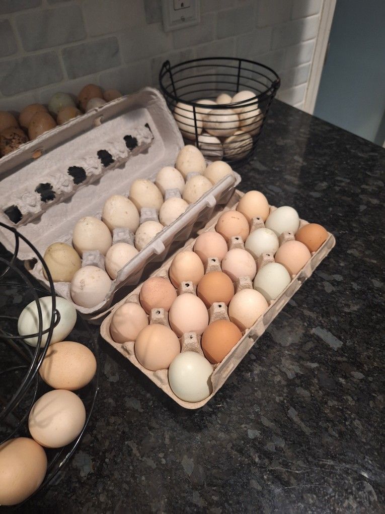 Duck/chicken Eggs