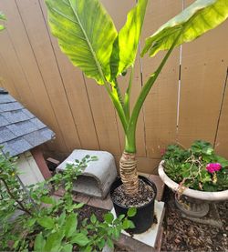 Elephant Ear. In 5 Gallons Pot