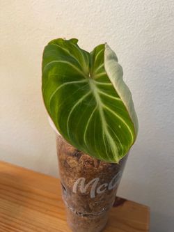 philodendron gloriosum (dark)