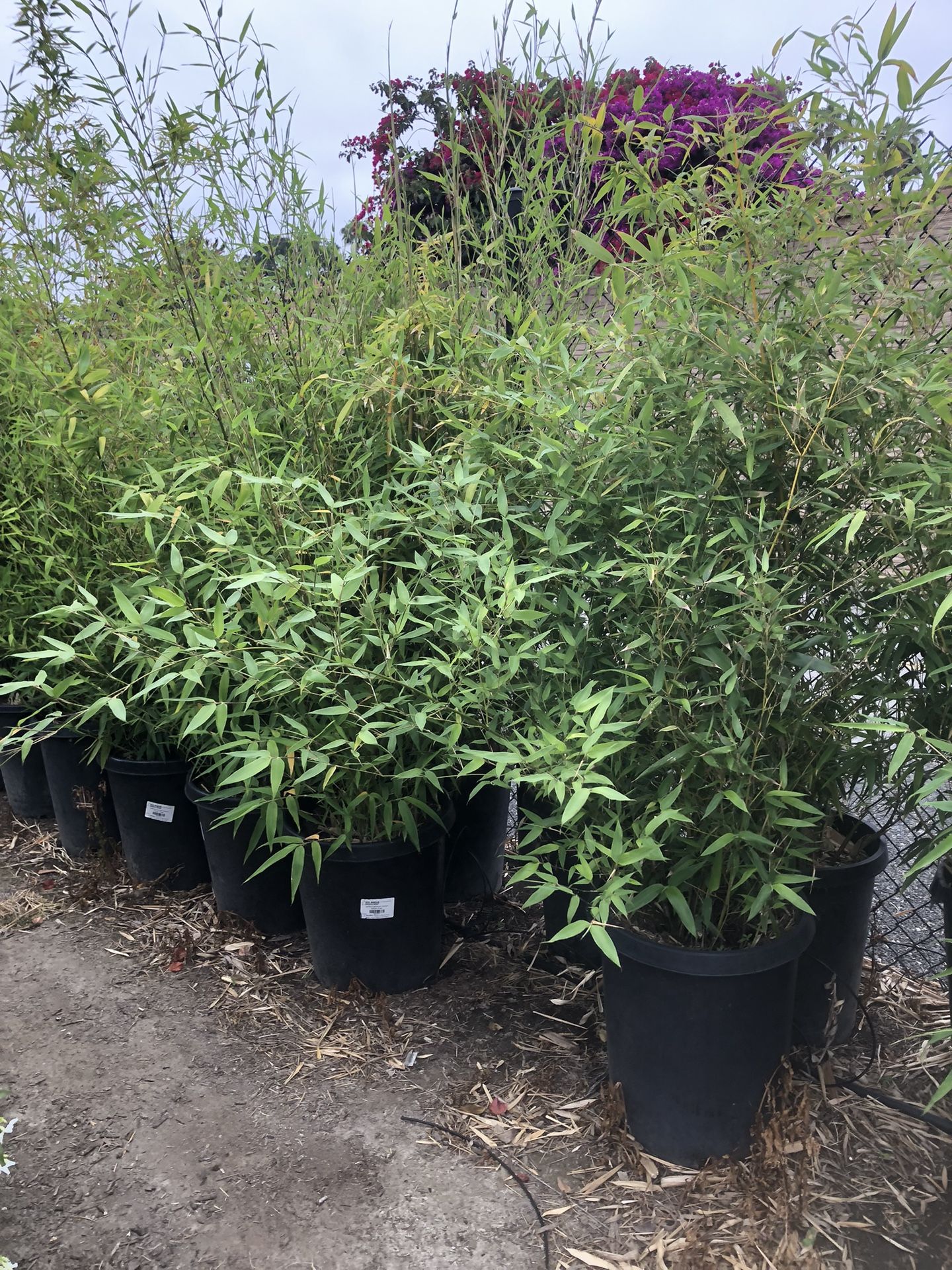 Bamboo Plant