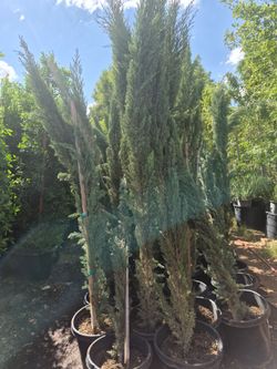 Plants for sale/plantas