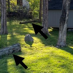 Tree logs - FREE (Must pickup in Hermitage)