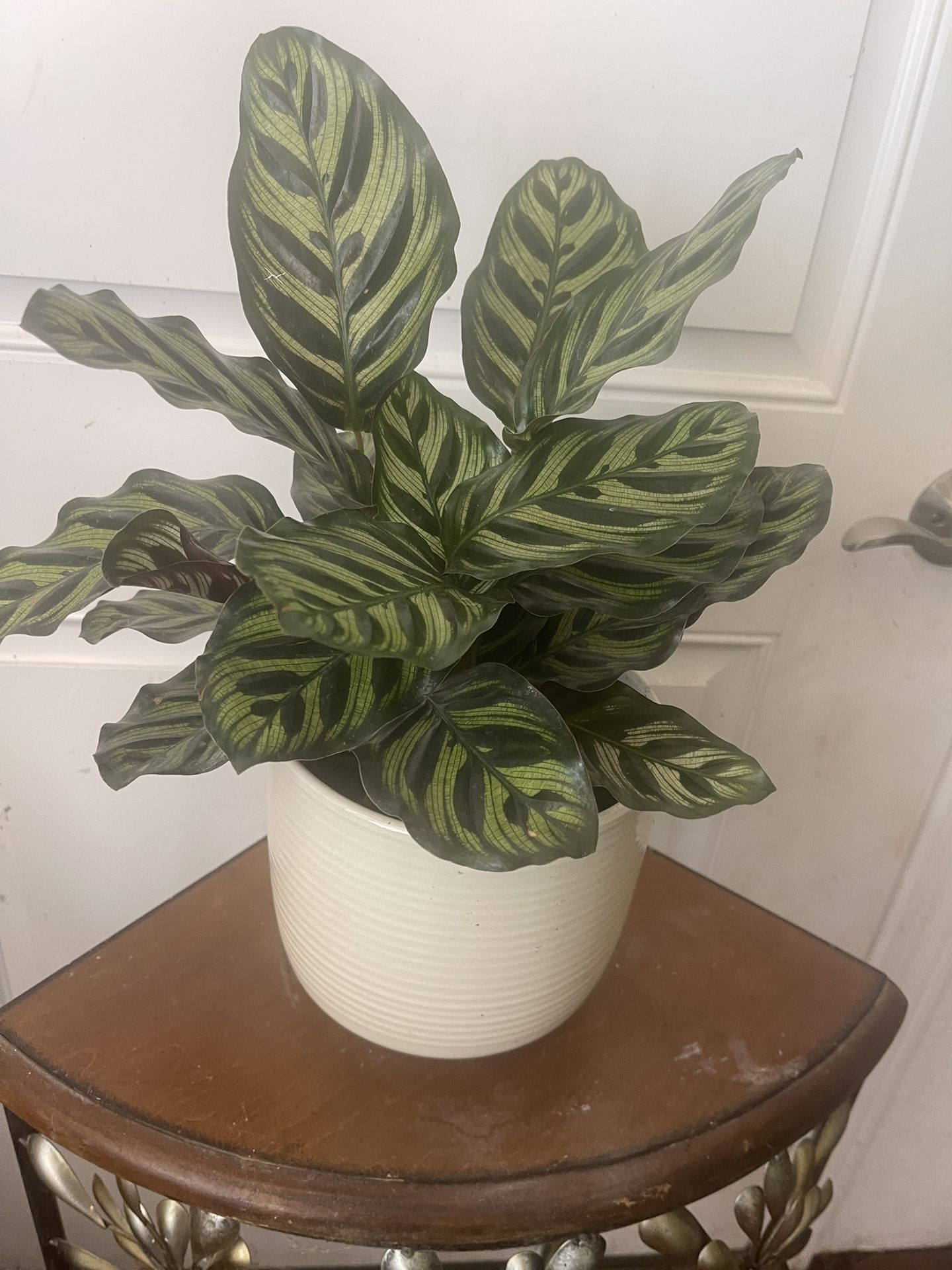 Plant In Ceramic Pot For Inside House Firm Price
