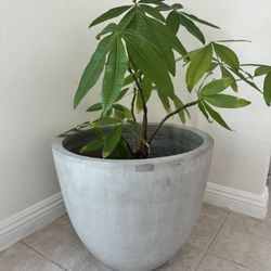 Heavy Indoor Outdoor Planter 