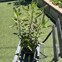 plant 
