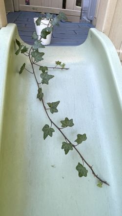 English Ivy Perennial Plant.