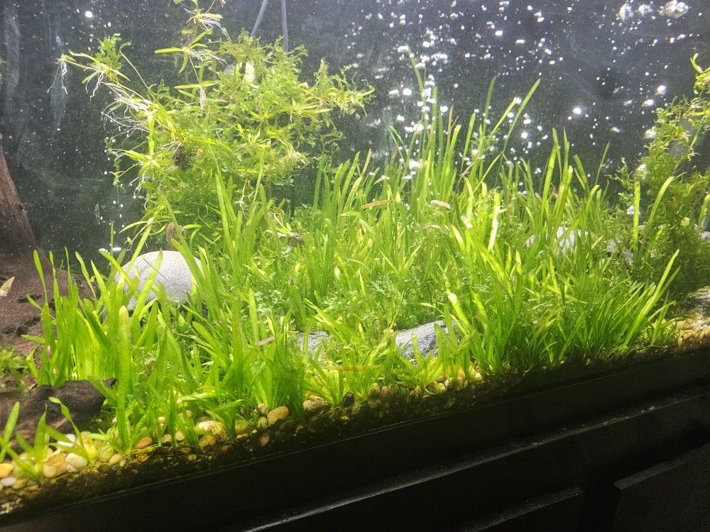 Subwassertang And Drawf Sagittaria