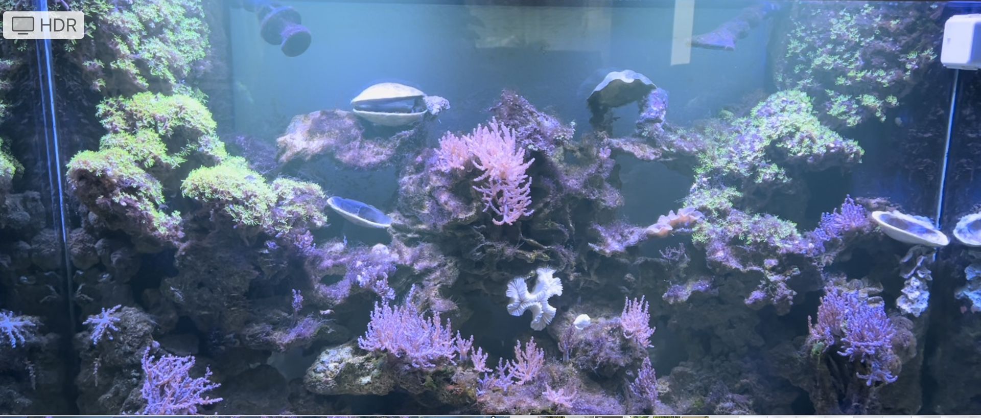 Corals from My Personal Tank for Cheaper Prices