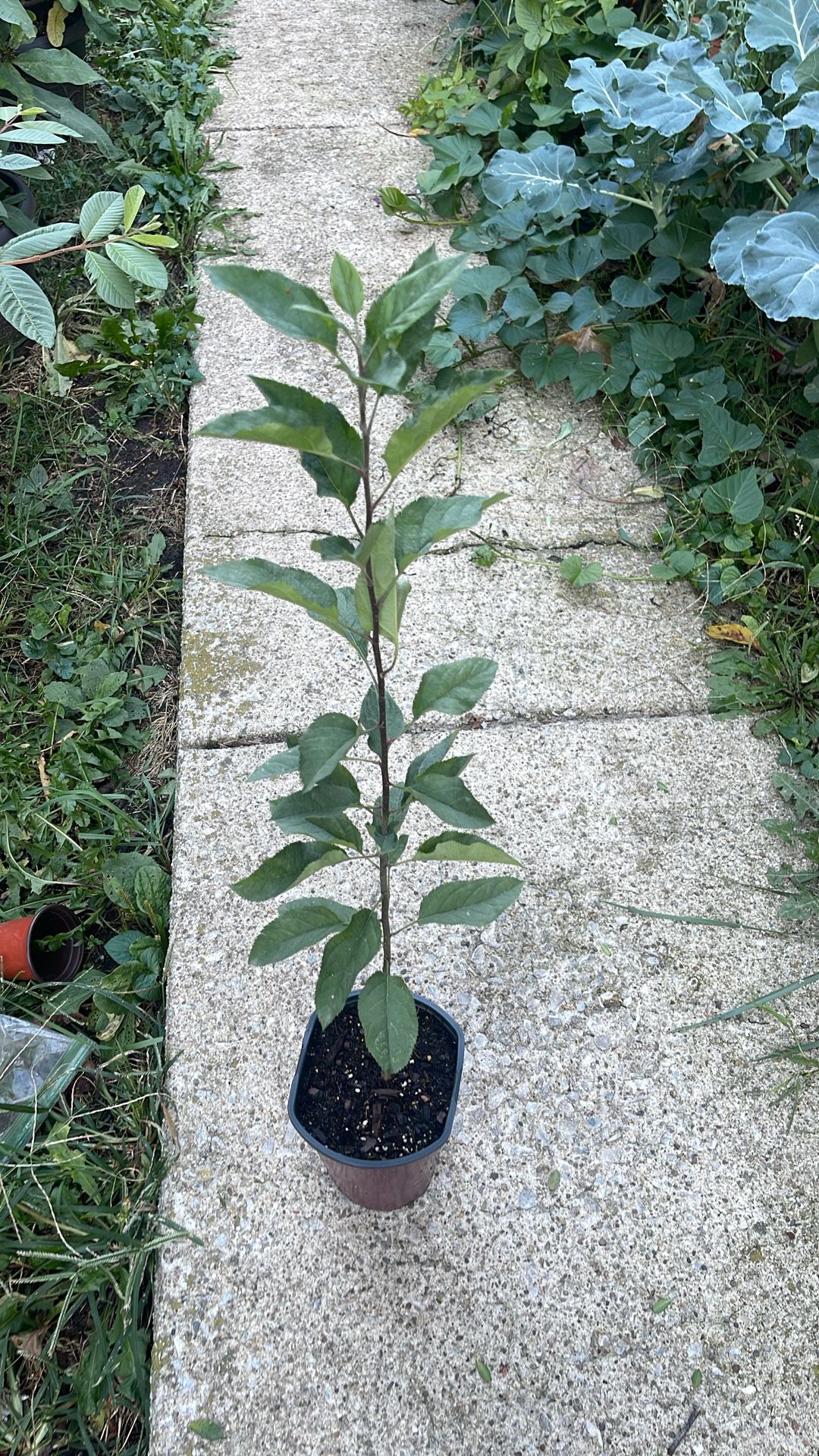 Apple Trees $10 Each