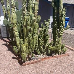 Totem Pole Cactus