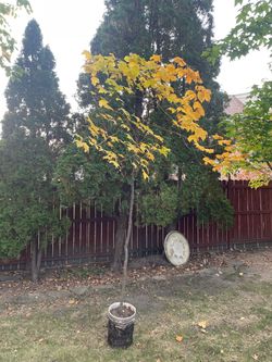 9 foot tall Sugar Maple tree
