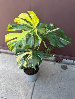 Big monstera yellow Marylin in 8” pot
