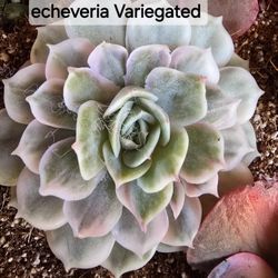 Variegated Echeveria Beautiful 1 Left Pick Up In Upland 