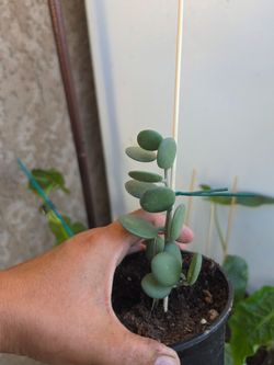 Silver Dollar Vine (Xerosicyos danguyi)