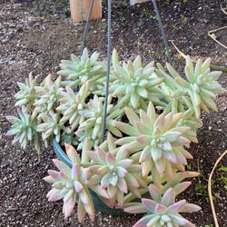 Big Gosh Succulent In 8.5 Hanging Pot 