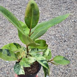 Moonshine Rubber Plants 6" Pot 