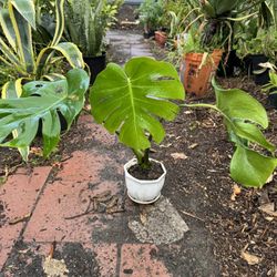 Beautiful Monstera In Ceramic Pot