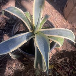 Agave Plant Only $5
