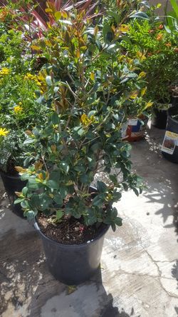 Camelia