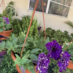 Hanging Flowers 6$ Each