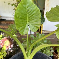 Green Plant