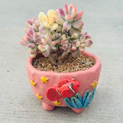 Succulents plants 🪴 （Cotyledon orbiculata cv variegated ）