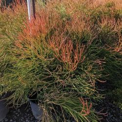 $25 Each 5gal Plants Pictured Delivery Is Available 