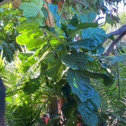 Planta Fogaje
