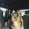 Hazel