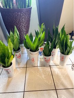Snake plants
