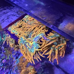 WWC Hawaiian Punch Decoration