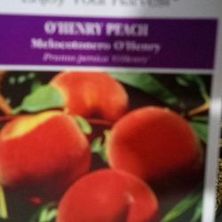O'Henry Peach Tree