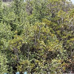 FREE SUCCULENTS/ CACTUS