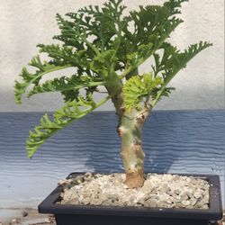 Succulents Plants Bonsai Pick https://offerup.com/redirect/?o=VXAuaW4= Upland