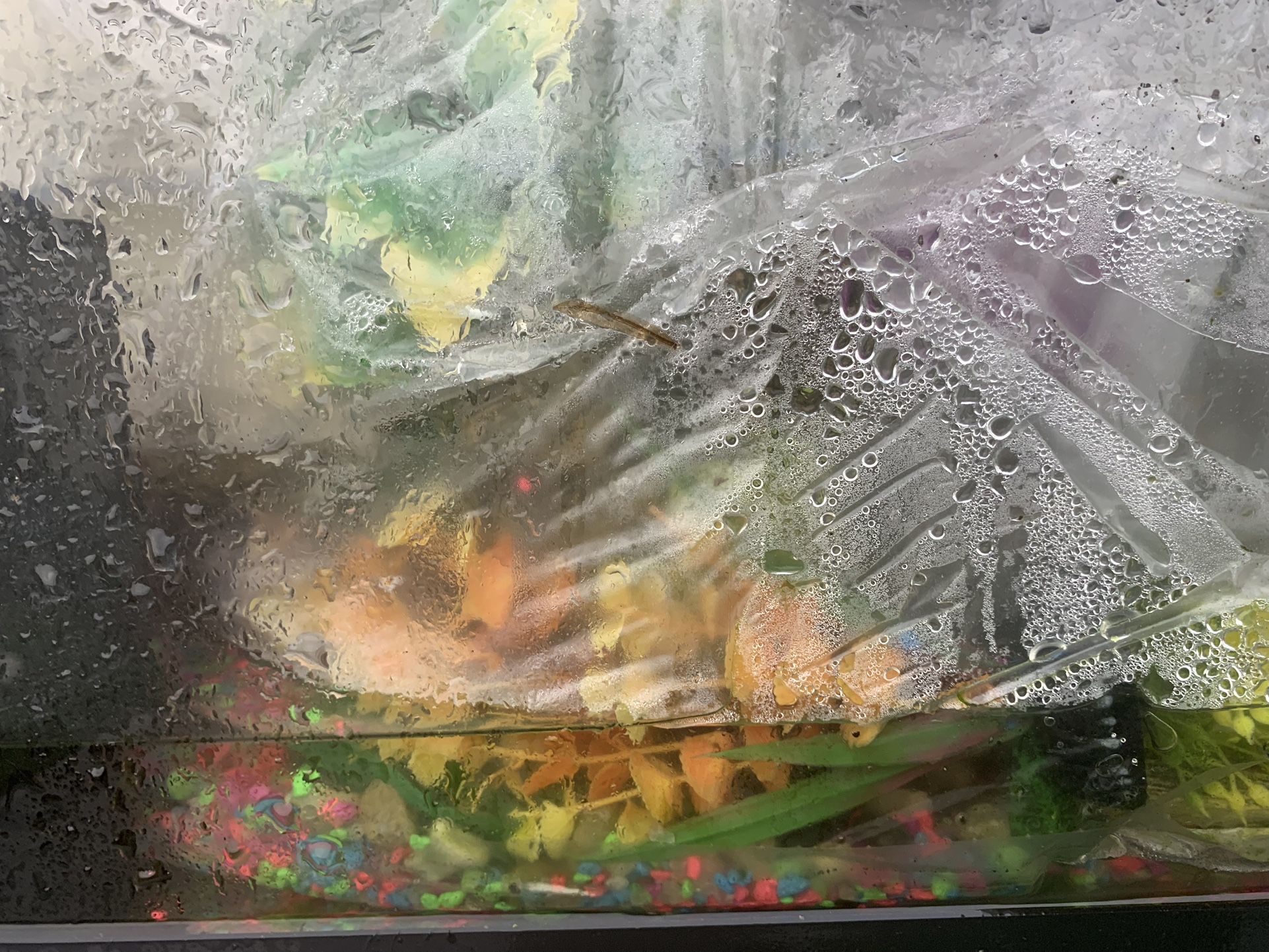 Fish Tank