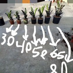 Black Zz Raven Plants