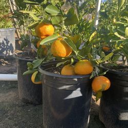 5 Gallon Size- Fruiting Age- Tangerine Trees- Orange Trees- Lemon Trees- Lime Trees- Grapefruit Trees 