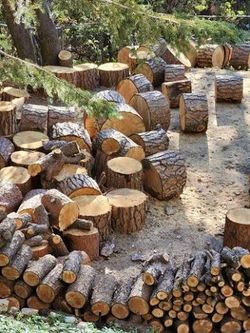Free pine wood