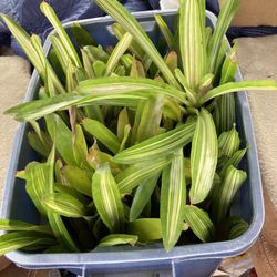 Bromeliad Plants 