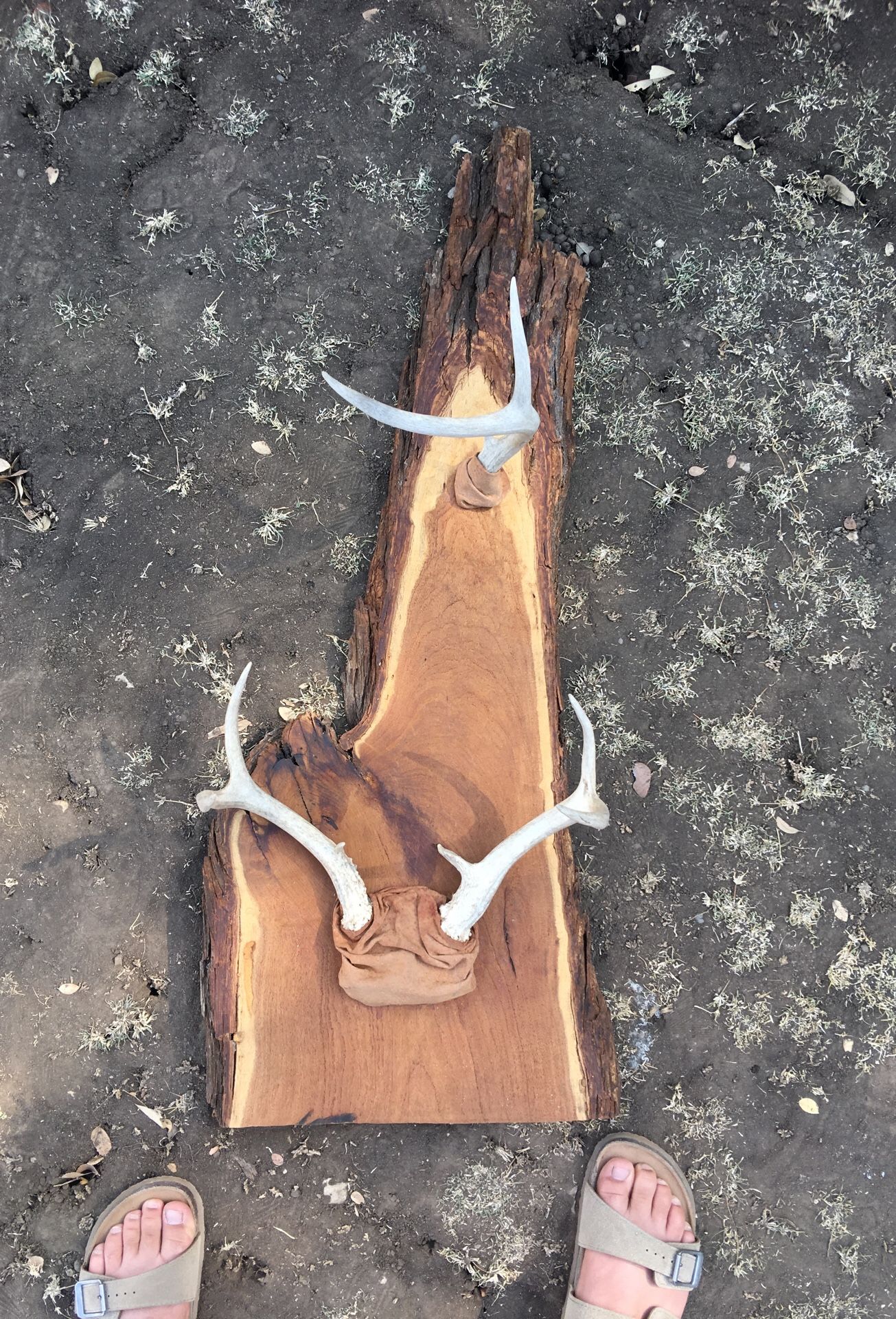 Deer Racks for Sale in Dripping Springs, TX OfferUp
