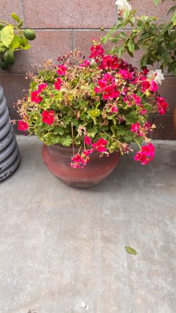 Plantas