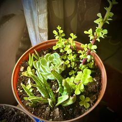 Echeveria succulent, Elephant Food and tiny aloe vera