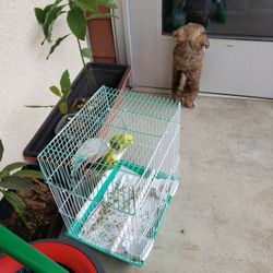 CAGE FOR BIRDS 🐦 Used In Good Condition 