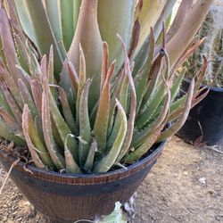 Aloe Vera Plants