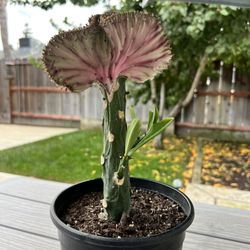 Mermaid Tail Succulent 