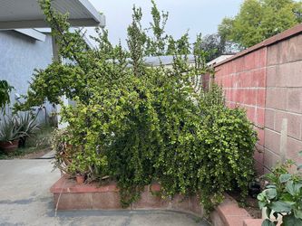Dwarf Jade plant