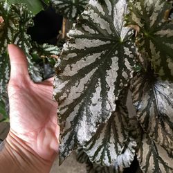 ✨XXL Staked Angel Wing Begonia✨ 