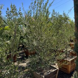 Olive Multi Trunk Tree