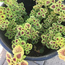 Beautiful Flower In Five Gallons Pot