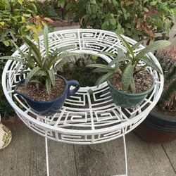 Dos. Plantas de suculenta, 10, cada una